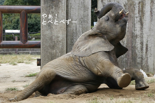 アフリカゾウ、アジアゾウ大好きブログ:やぁ!とべとべずー