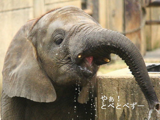 とべ動物園アフリカゾウのブログ：やあ！とべとべずー