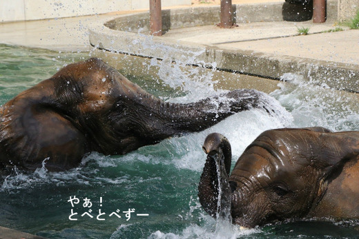 とべ動物園ブログ:ゾウ、ホッキョクグマ、ライオン、サーバル