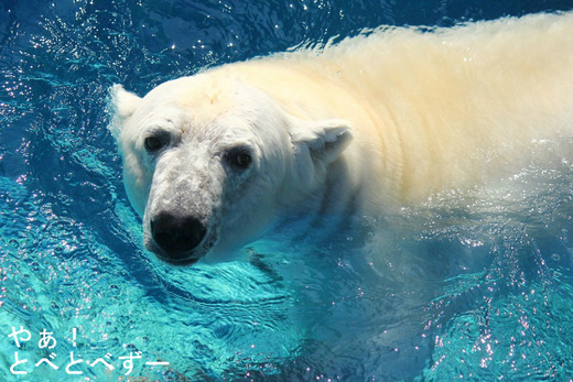 大プールで遊ぶホッキョググマのピース