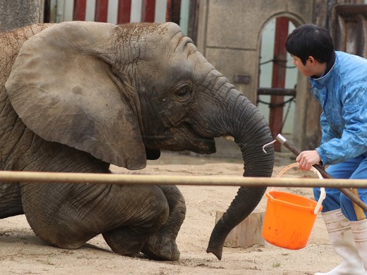 アフリカゾウと若手飼育員さんの訓練の様子