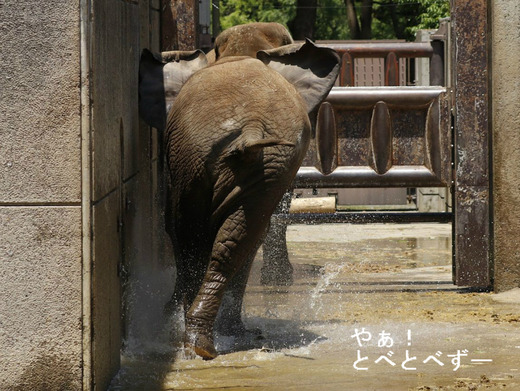 ゾウが興奮して耳を広げて、尻尾を立てて走る