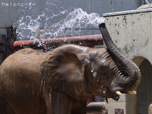とべ動物園ブログ：やぁ！とべとべずー