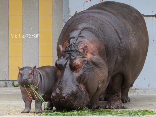 とべ動物園：カバの赤ちゃん