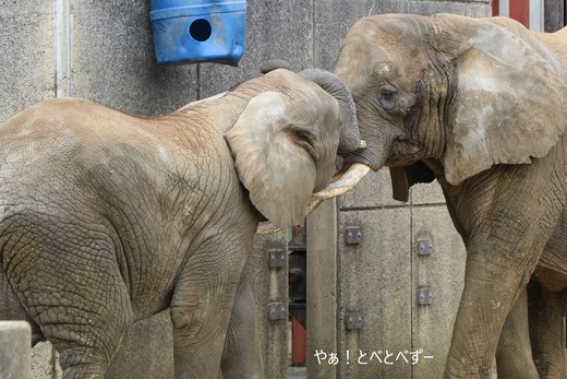 日本で唯一血縁関係のあるアフリカゾウの親子が暮らす愛媛とべ動物園