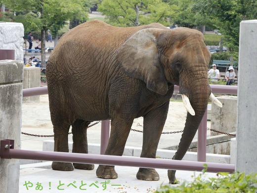 とべ動物園アフリカゾウ