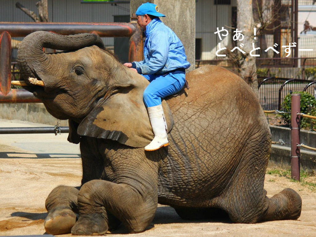 飼育員さんカッコいい 媛ちゃんの訓練 やぁ とべとべずー与茂駄 よもだ くあとろ とべ動物園で暮らすアフリカゾウのブログ 飼育員さんカッコいい 媛ちゃんの訓練 やぁ とべとべずー与茂駄 よもだ くあとろ とべ動物園で暮らすアフリカゾウのブログ