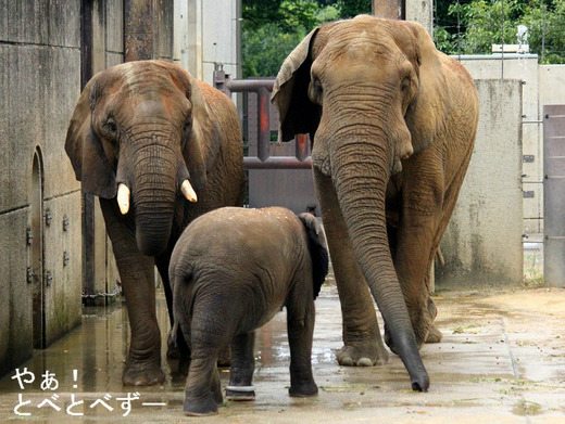 アフリカゾウの赤ちゃん象・砥愛ちゃん(2歳)