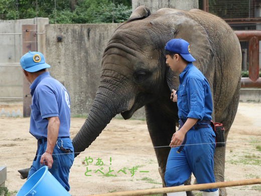 トレーニング中のアフリカゾウの子象の砥愛ちゃん