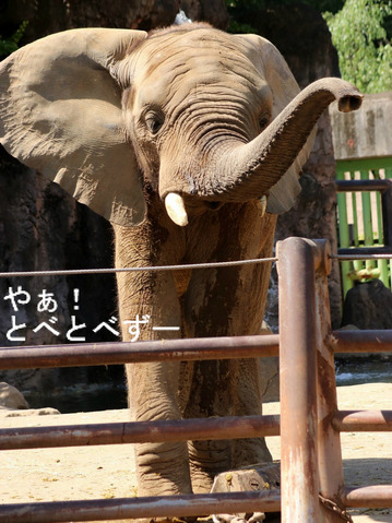 鼻をあげて挨拶をする砥夢くん