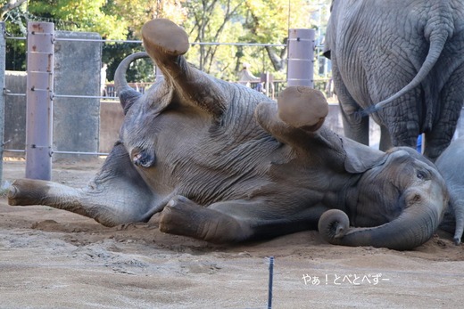 アフリカゾウ写真家:矢野賢一(やぁ!とべとべずー)