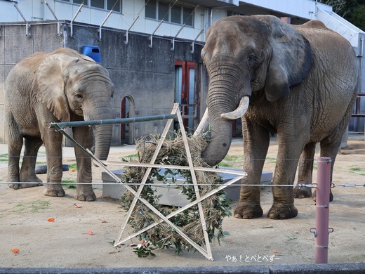 アフリカゾウへクリスマスリーフのプレゼント＠とべ動物園