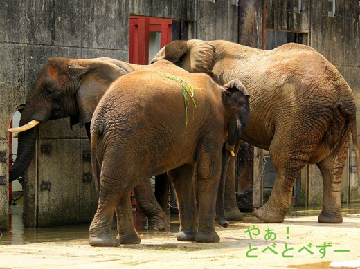多摩動物公園の砥夢くんのお姉さんゾウの媛ちゃん