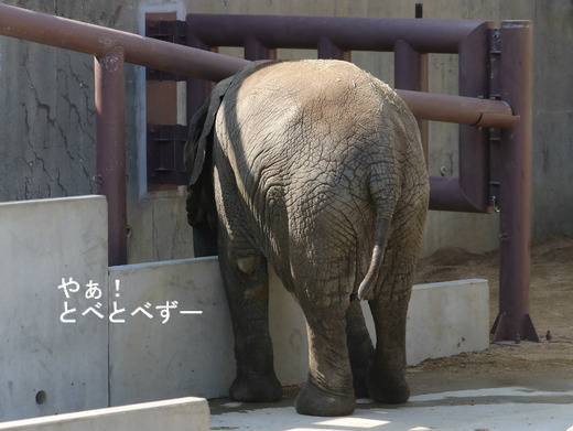 とべ動物園アフリカゾウ舎:新装になったスロープ