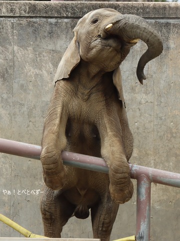 とべ動物園アフリカゾウ:砥愛ちゃん(メス、10歳)