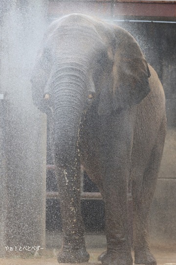 とべ動物園の猛暑対策：水浴びをするアフリカゾウ