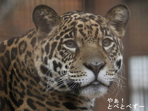 とべ動物園:ジャガーの卯月 佐助(うづき さすけ)