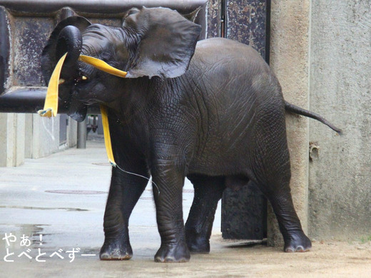 とべ動物園アフリカゾウ