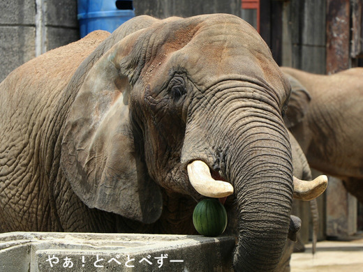 多摩動物公園アフリカゾウ：砥夢くんのお母さん象のリカ