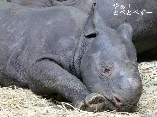 クロサイの赤ちゃん:愛媛県立とべ動物園