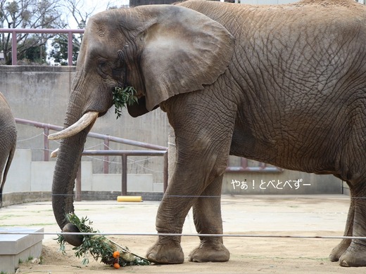 とべ動物園アフリカゾウのブログ:やぁ!とべとべずー