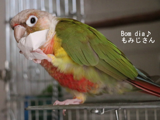ホオミドリアカオウロコインコの『もみじ』さん