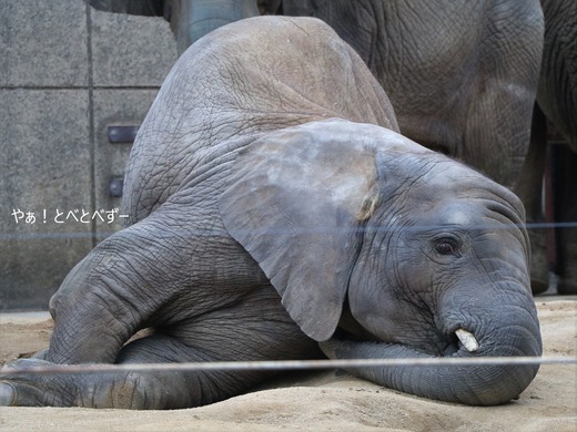 とべ動物園ブログ:砥愛、ララ、イオ、フー、ウララ、ルビー
