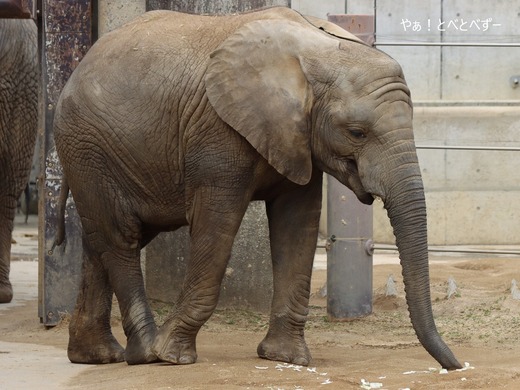 とべ動物園アフリカゾウのブログ：やぁ！とべとべずー