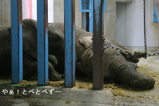 雪の日のためアフリカ象舎で過ごすゾウ