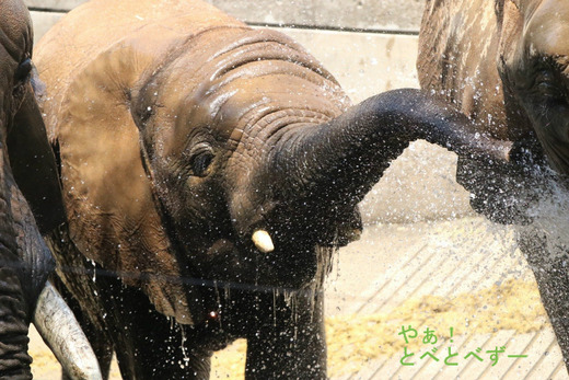 とべ動物園アフリカゾウ：子象の砥愛ちゃん（メス、５歳）