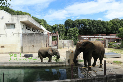 満水のプールの日のとべ動物園アフリカゾウ舎
