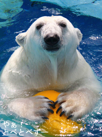 とべ動物園”しろくま”ピース 16歳のお誕生会(12/12)