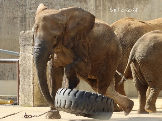 とべ動物園ブログ：媛、砥愛、まんぷく、グレイ、小夏