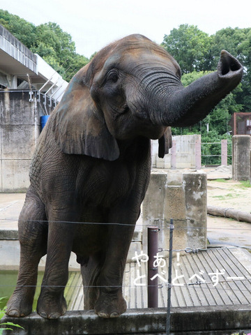 とべ動物園アフリカゾウ：媛ちゃん（メス、１３歳）