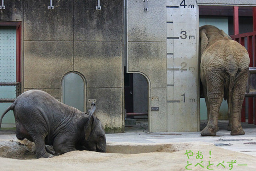 とべ動物園ブログ：アフリカゾウ、ピース、柑太郎