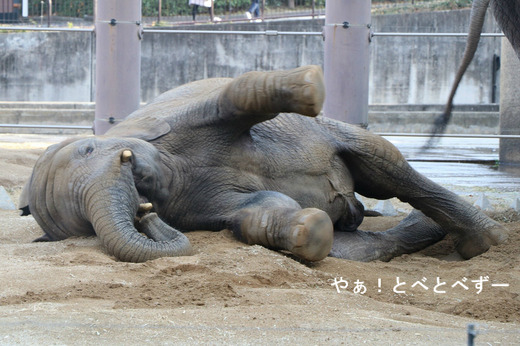 とべ動物園ブログ:やぁ!とべとべずー
