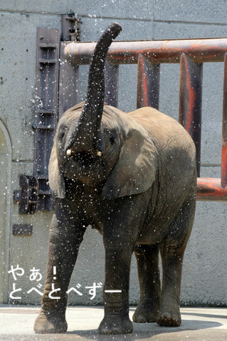 とべ動物園ブログ：ゾウ、ホッキョクグマ、ライオン、サーバル