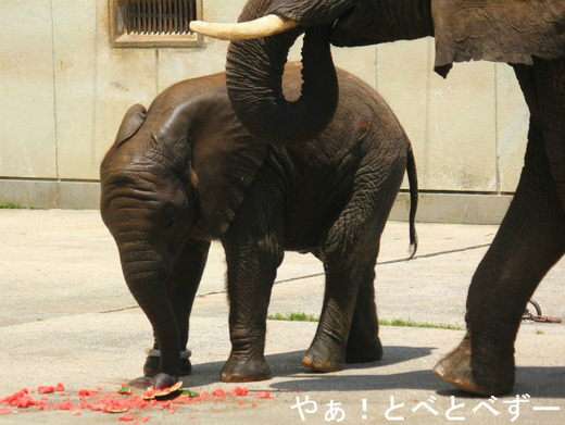 アフリカ象の写真満載のブログ:やぁ!とべとべずー