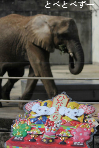 アフリカゾウ姉妹の節句:2014.3.2 とべ動物園