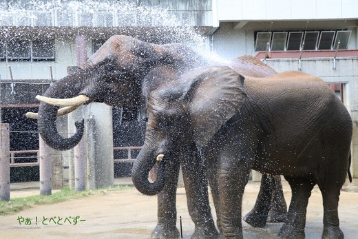 とべ動物園ブログ:砥愛、グレイ、小夏、茶々丸、ピース