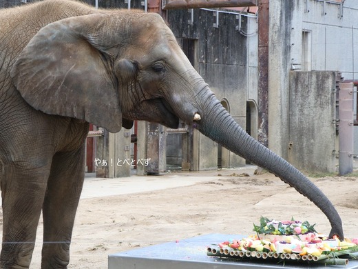 日本で唯一血縁関係のあるアフリカゾウの親子が暮らす愛媛とべ動物園