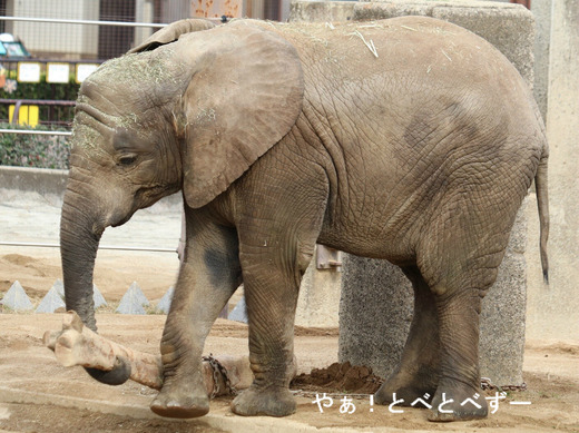 とべ動物園ブログ：やぁ！とべとべずー