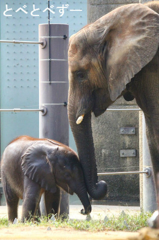 とべ動物園アフリカゾウ中心のブログ:やぁ!とべとべずー