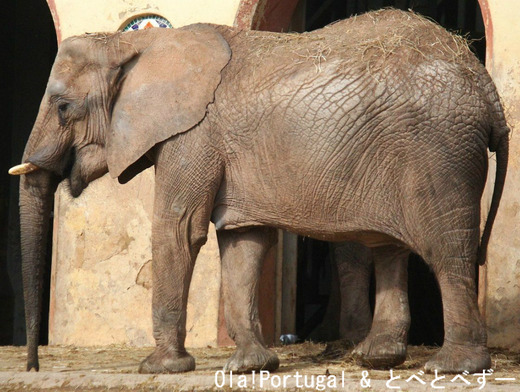 アフリカゾウの親子が見られる動物園：ポルトガル・リスボン動物園