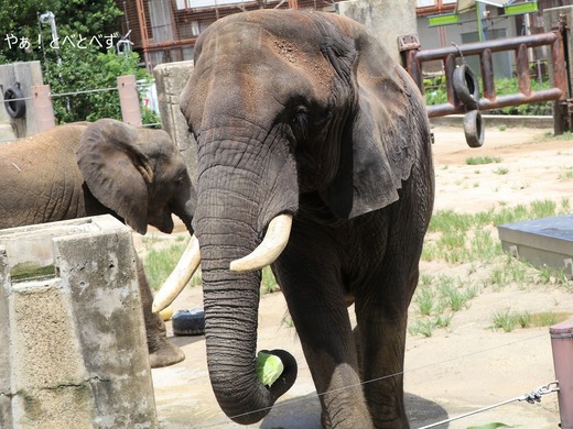 日本で唯一血縁関係のあるアフリカゾウの親子が暮らす愛媛とべ動物園