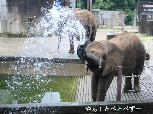 お客さんに水を掛けるアフリカゾウの子象の砥愛ちゃん