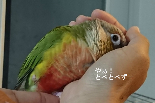 ウロコインコの『もみじ』さん