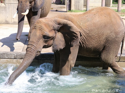 とべ動物園アフリカゾウのブログ：やぁ！とべとべずー