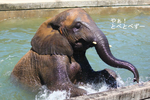 とべ動物園アフリカゾウの媛ちゃん