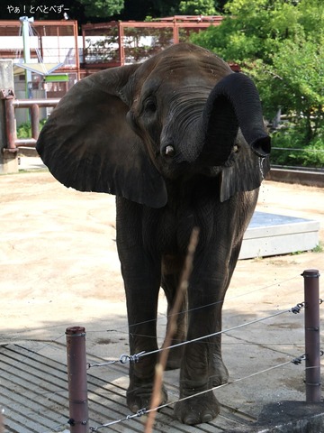 アフリカゾウ、マルミミゾウ大好きブログ:やぁ!とべとべずー